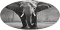 Black and White Elephant Coral Velvet Round Floor Mat Non-Slip Bath Rug Floor Covering for Bathroom Vanity Guest Suite & Vacation Home