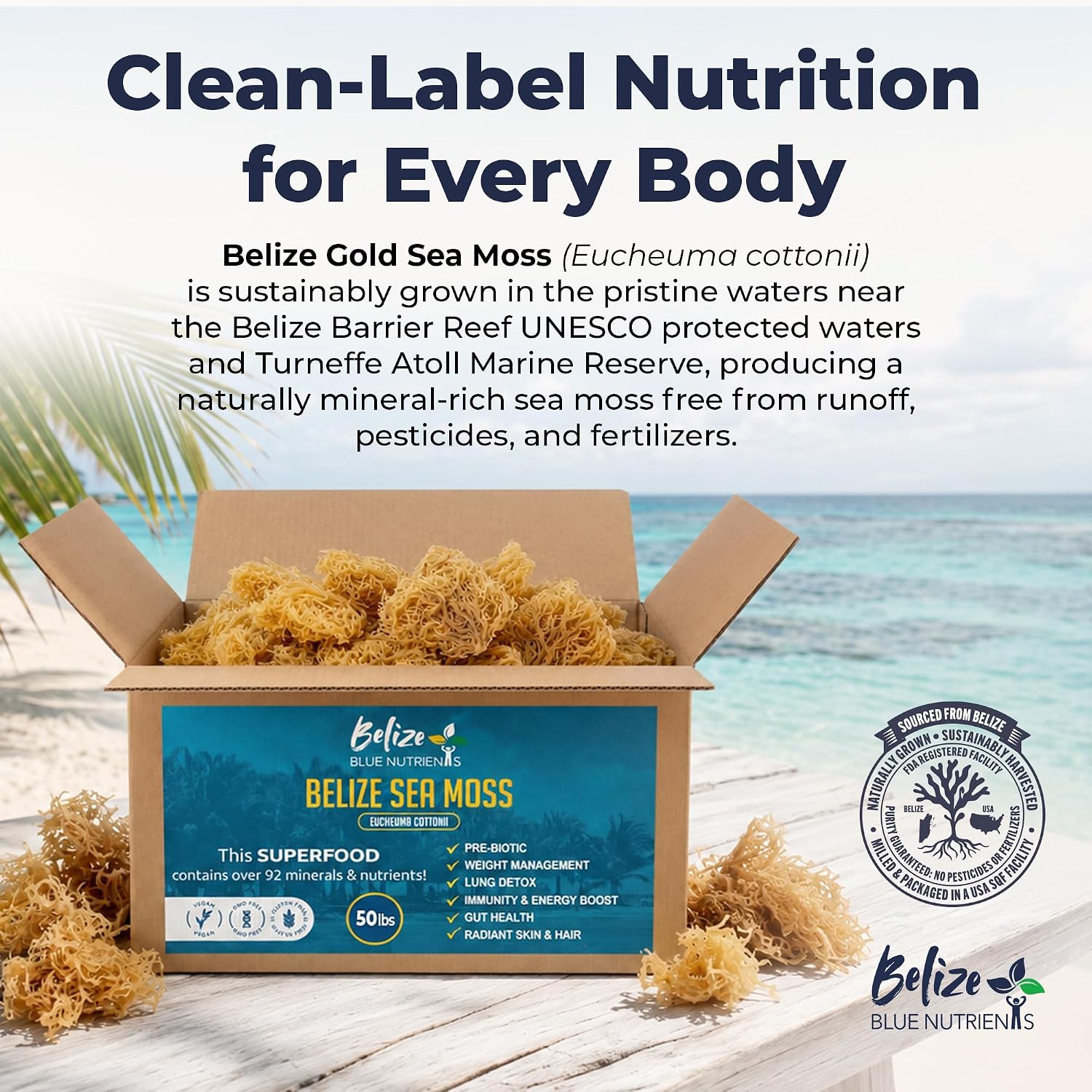Gold Sea Moss – Sustainably Harvested Organic Eucheuma Cottonii – Raw, Sun-Dried Caribbean Seamoss, 90+ Minerals for Thyroid, Digestion, Antioxidants, Skin & Energy - 50 lb