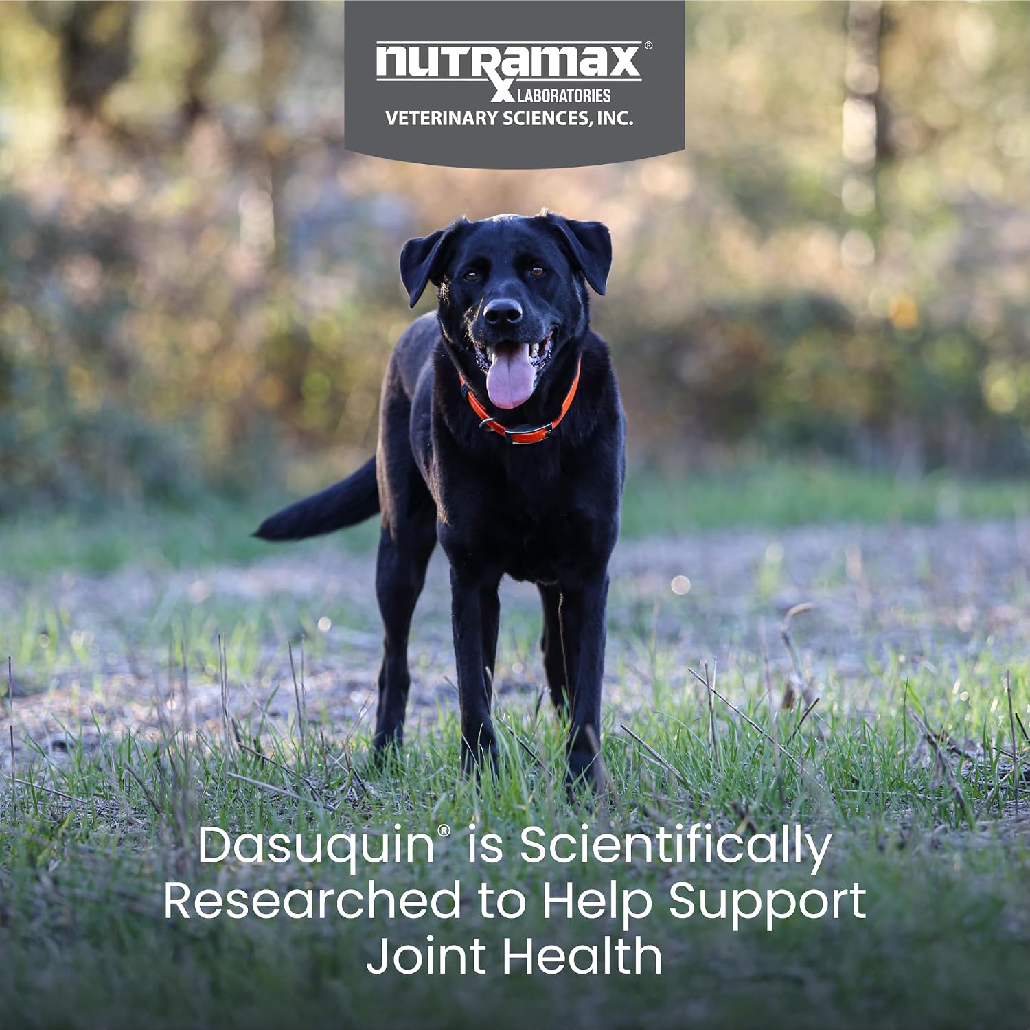 Nutramax Dasuquin for Large Dogs, Joint Health Supplement, Contains Glucosamine for Dogs, Plus Chondroitin, ASU and More, Supports Healthy Joints, Chewable Tablets, 150 Count (Pack of 2)