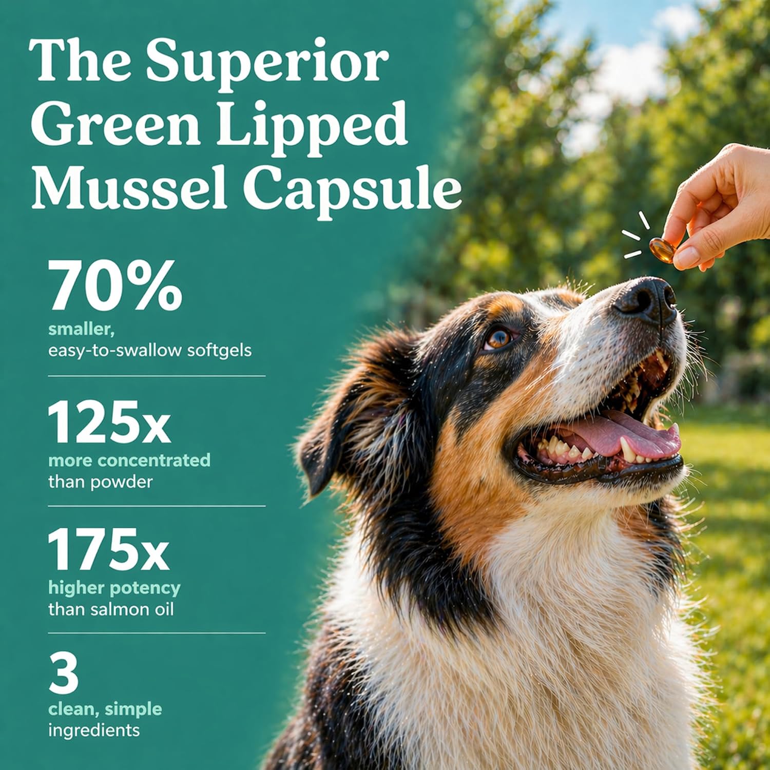 GLX3 Green Lipped Mussel Oil for Dogs | Joint & Hip Comfort Omega-3 Supplement | Ideal for All Dog Breeds and Ages | 3 Month Supply, 180 Gel Capsules w/Natural Ingredients