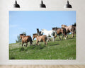 Trykid 20x10ft Wild Horses Green Hill Backdrop Galloping Herd Clear Blue Sky Lush Pasture Equestrian Scene Photography Background Tapestry Party Decoration Photo Studio Prop Fabric